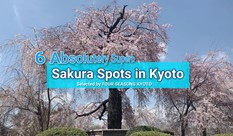 京都の桜スポット おすすめ6選
